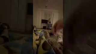 КОТО-ПЕС