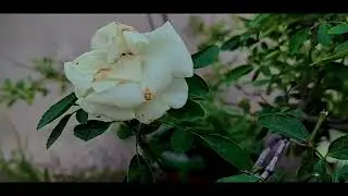 8K ULTRA HD: Journey into the Enchanting World of Exquisite Flowers 🌺 [VIRAL VIDEO]
