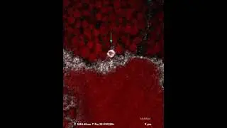 F-actin dynamics during exocytosis in control fly salivary gland cells