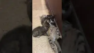 Emak pasrah, dasar Bocil