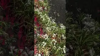 fantasy plants