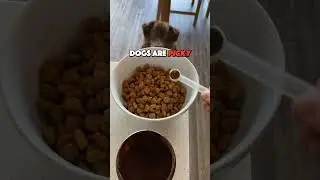 Dogs Deserve Benefits Too (Mushrooms For Dogs?)