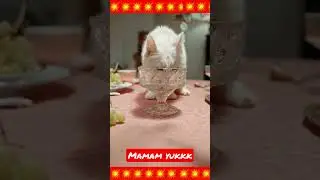kucing lucu 