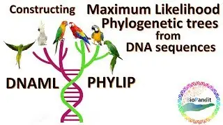 Constructing Maximum Likelihood Phylogenetic Trees from DNA sequences using Phylip
