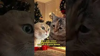 Почему у котов такие вкусные названия еды 😂