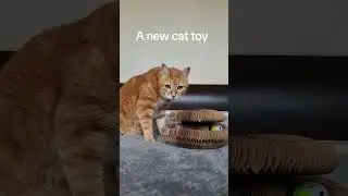 New Cat Toy Vs Stick #gingercat #orangecat #catsvideo #catshorts