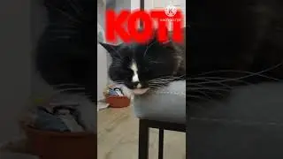 Самое «эпичное» видео во вселенной!