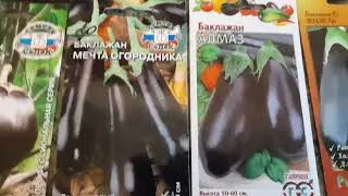 ЗНАКОМИМСЯ!!!  С  ЛУЧШИМИ И УРОЖАЙНЫМИ СОРТАМИ БАКЛАЖАН ДЛЯ ПОСАДКИ В 2023 ГОДУ...