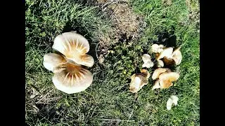 Pleurotus Eryngii  seta de cardo junio 2018