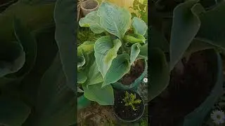 Хосты в наличии, ват сап 89038016460