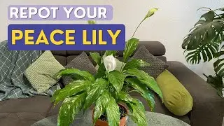 How to Repot Peace Lily Plant | Easy Steps
