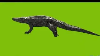Crocodile walking and running on green screen cartoon characters no copyright 3
