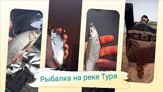 Кратко о рыбалке. Бешеный язь. Весенние поклёвки.Рыбалка на реке Тура Тюмень.