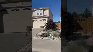 Deer in the Neighborhood