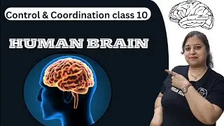 Human brain : Function and parts | Control and coordination class 10 | Class 10 science