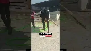 हरियाणातील पहिलारू कालवड विक्रीसाठी उपलब्ध #hf_cow #दुग्ध_व्यवसाय #yt_shorts