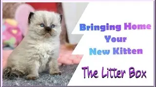 Bringing Home your New Kitten | The Litter Box | Information Series Part 2
