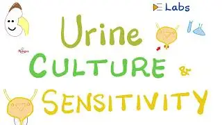 Urinary Tract Infections (UTIs) - Urethritis, Cystitis, Pyelonephritis - Urine Culture