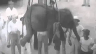 The Urban Elephant - Life in Captivity