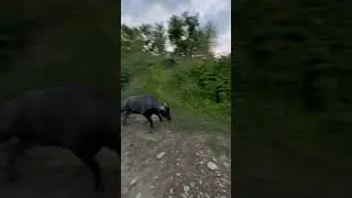 Встретил буйвола