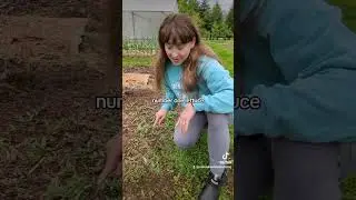 5 Crops I Plant Once & Come Back Every Year