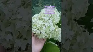 Гортензия меняет цвет #гортензия #гортензии #сад #здоровье #цветы #любовь #дача #рецепты #огород