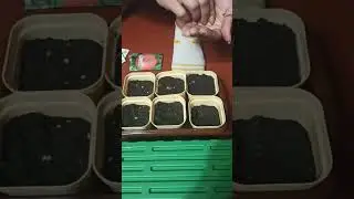 #Сеем