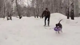 Макс на прогулке 2015.01.08 p1 00622