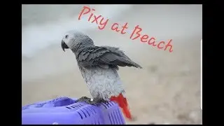 Parrot in Beach