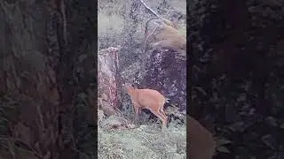 #stagroedeer #косуля #nature #животные #фотоловушка #лесу #охота #тайга