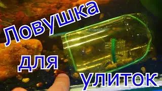 Ловушка для улиток