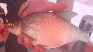 Подводное видео на Язь 52.Подкормил лунки кормом и через 1,5 часа началось активное движение 😁😉