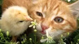 От улыбки станет всем светлей.wmv