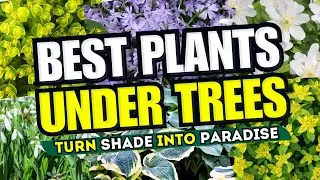 😱 Top 10 MUST-HAVE Plants for Under Trees - TURN SHADE INTO PARADISE! 🌳 SECRET GARDEN HACKS! 💖