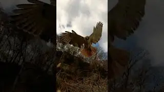 Hag Redtail Hawk 