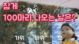 참게 !! 작년에 100마리 잡은곳 가봤습니다.!!    자내 나랑 가위 바위 보할까 ?  #오징어게임 #강루질 #shorts #crabe #SQUID GAME