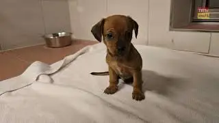 Zwei Hundemütter mit Welpen ausgesetzt