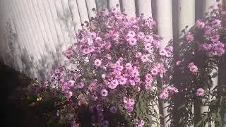 12 10 2021 года пчелы берут пыльцу