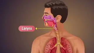 Mechanism of Breathing