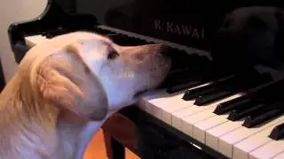 The Labrador (2012)
