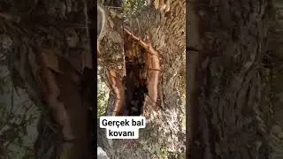 Hakiki gerçek bal