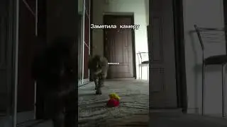 Кошка выбирает себе хозяина, и никак иначе. 