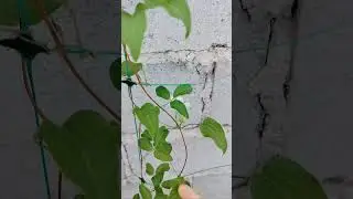 Чем закрыть некрасивую стену, например заплести её красивейшим клематисом🙂#цветы #огород #сад#дача