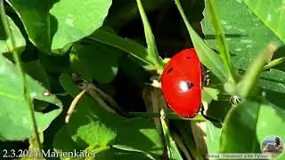 Marienkäfer, kommt der Frühling?