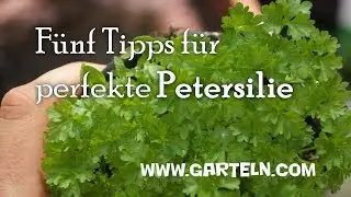 Fünf Tipps für perfekte Petersilie - Petersilie pflanzen