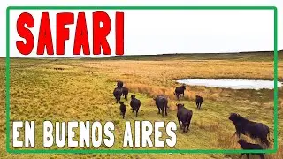 ¿AFRICA?🤔No, ¡BUENOS AIRES! Frapal: Un SAFARI por la sabana bonaerense.