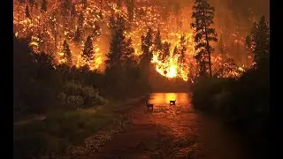 Hot summer 2021: natural disasters and catastrophes / M.News World