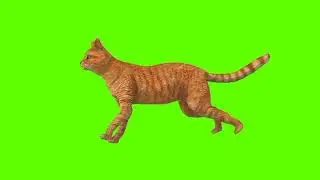 Green screen Cat video | Cat running green screen
