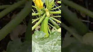 Zucchini Harvest from my garden  #shorts #garden #wow #yummy