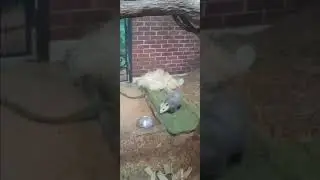 opossum at the columbus zoo #animal #bringingthezootoyou #animals #zoo